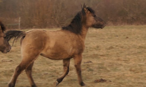 Alf-de-Duelmen
