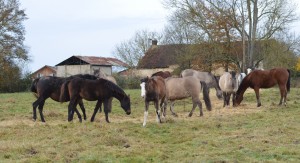 troupeau3
